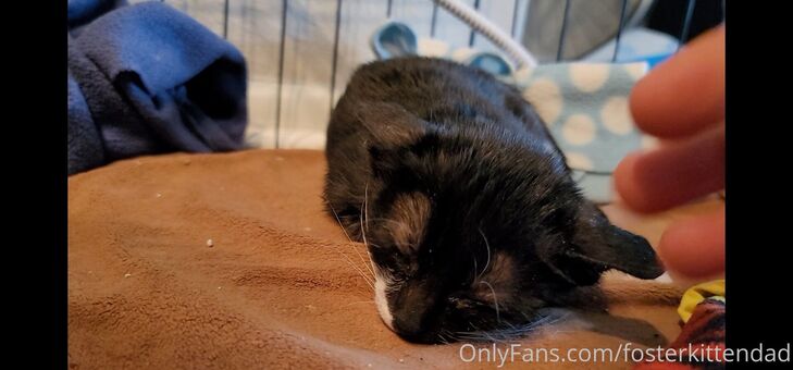 fosterkittendad
