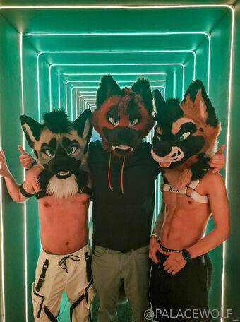 palacewolf